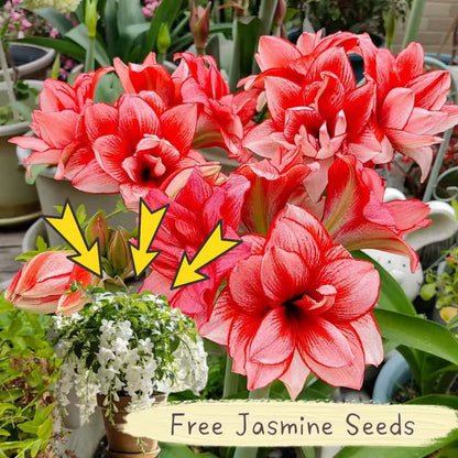 Double-Flowered Amaryllis Bulbs🌼