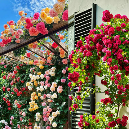 🌸✨SkyBloom Roses – Elegant Climbing Seeds🌹🌿