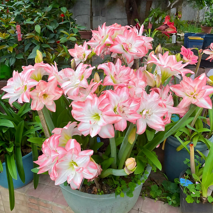 Double-Flowered Amaryllis Bulbs🌼