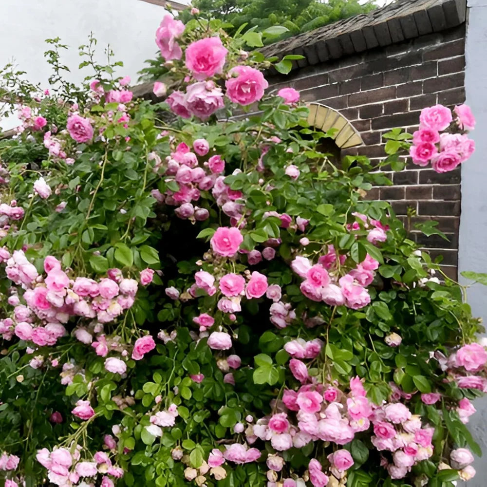 🌸✨SkyBloom Roses – Elegant Climbing Seeds🌹🌿